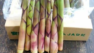 姫竹 岐阜産 | 株式会社 新紙浅