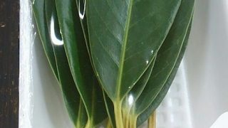 ゆずり葉 徳島産 | 株式会社 新紙浅