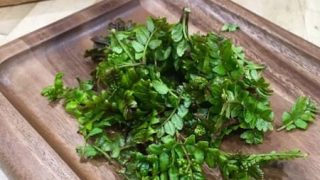 鬼木の芽 兵庫産 | 株式会社 新紙浅