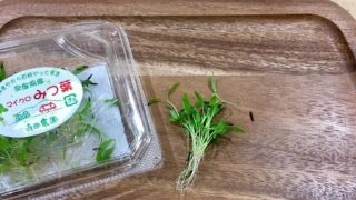 マイクロみつ葉 奈良産 | 株式会社 新紙浅